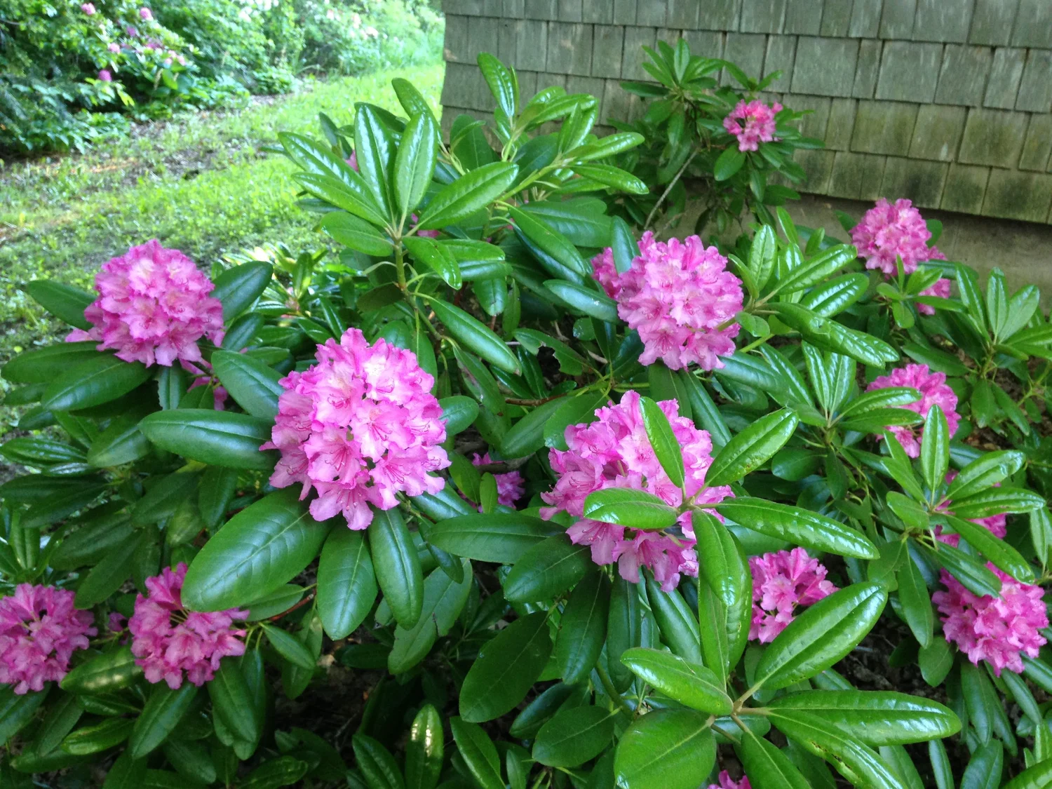 Haaga Rhododendron — Corn Hill Nursery